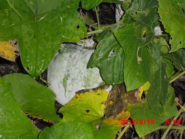20120913120601_147.jpg