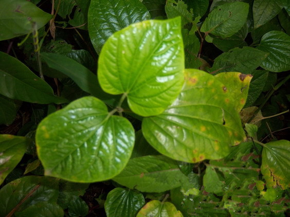 这里特别介绍一种包粽子的植物—猪麻蒌!如图